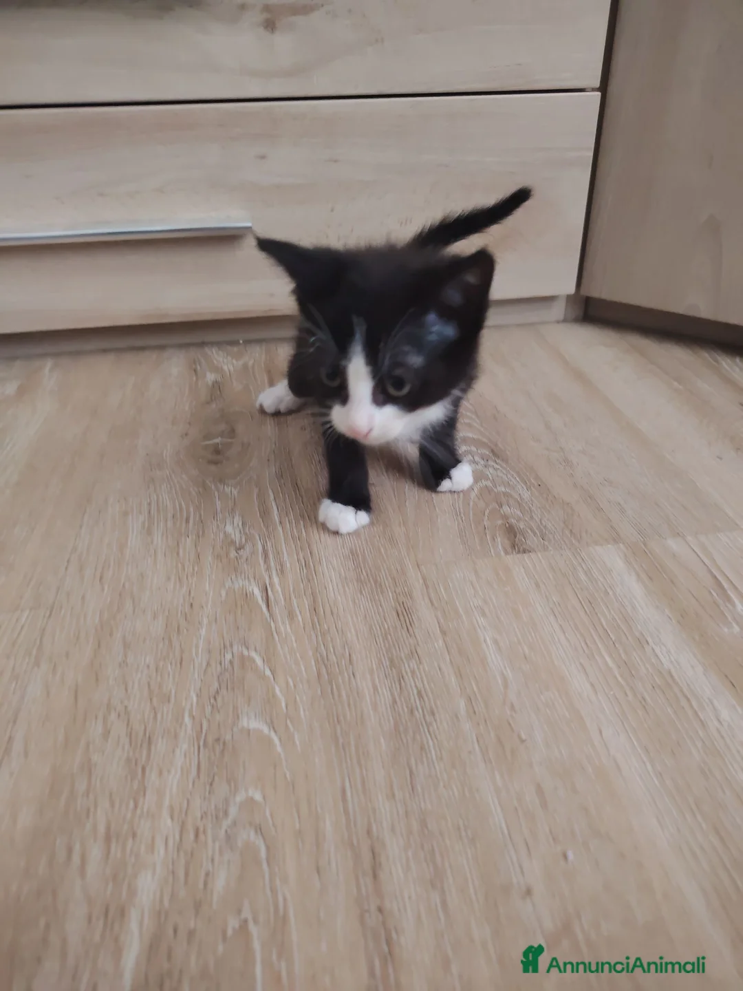 Europeo gatti in vendita: Gattini 2 mesi  a Provincia di Monza e della Brianza - Annuncio 2