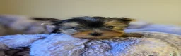 Yorkshire cani in vendita: Cuccioli di Yorkshire Terrier  - Annuncio 5