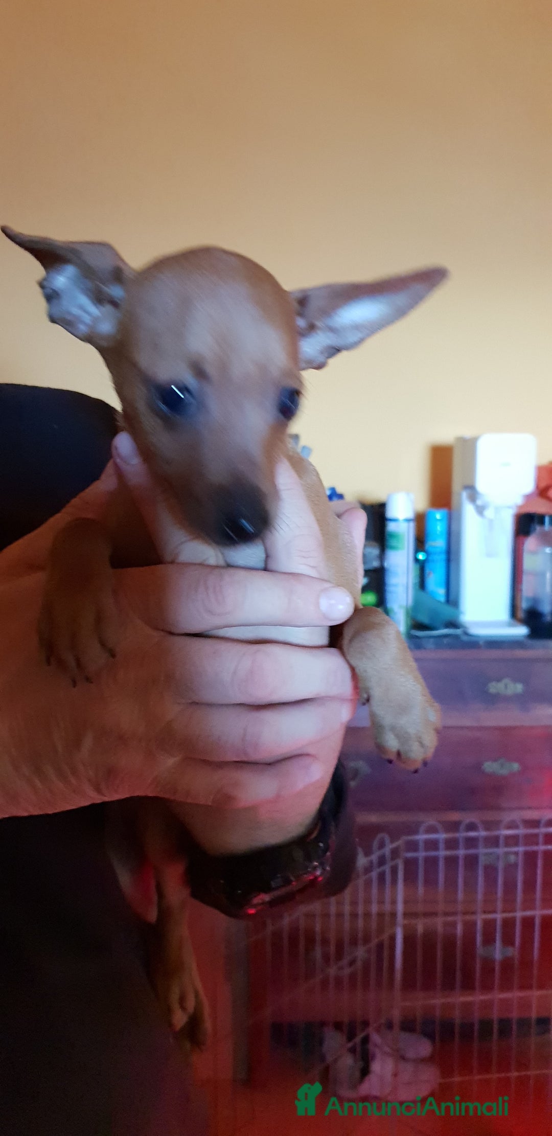 Pinscher Miniatura cani in vendita: Cucciolo Zwergpinscher - Annuncio 2