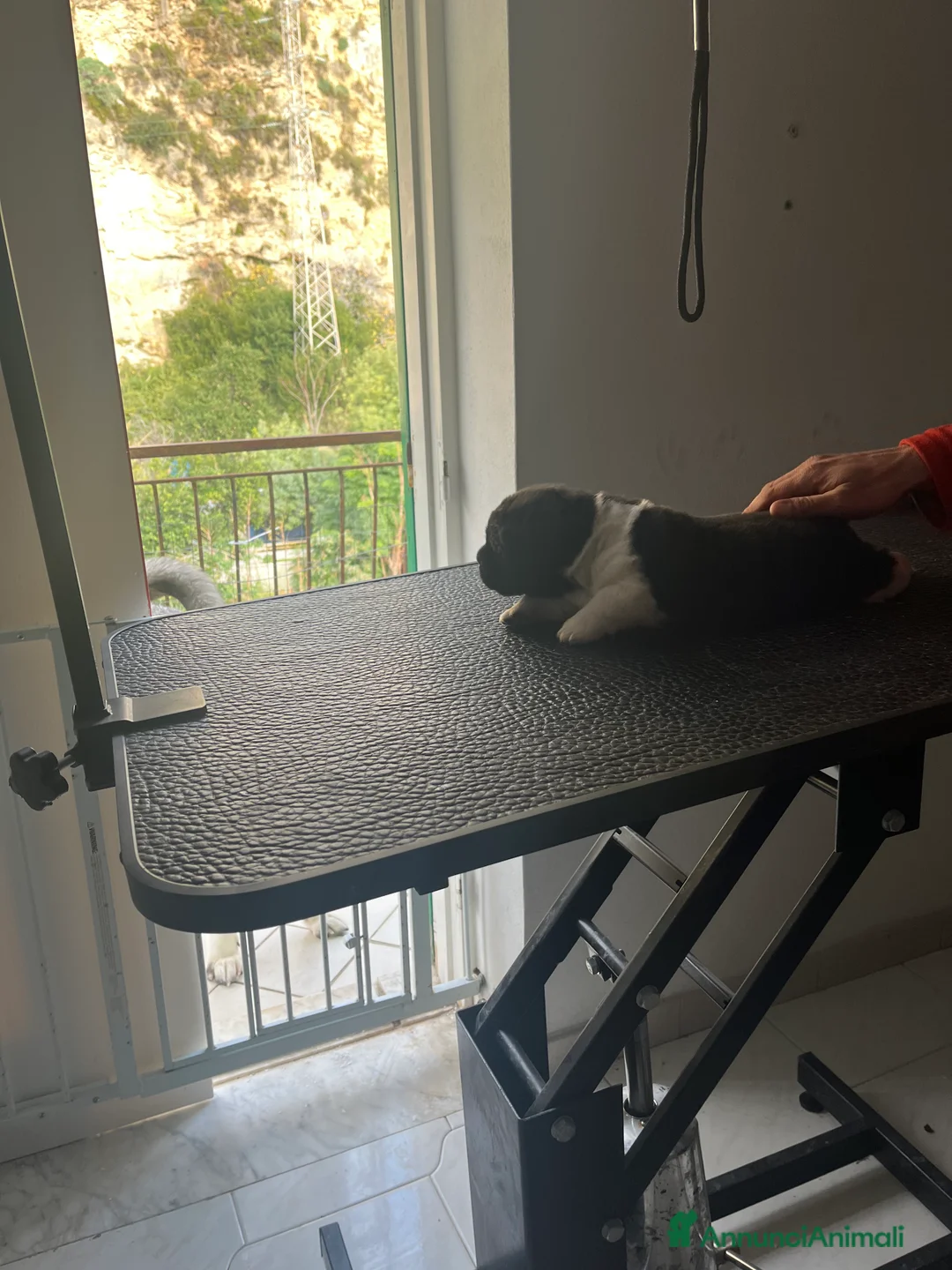 Akita Americano cani in vendita: Cuccioli di Akita americano - Annuncio 3