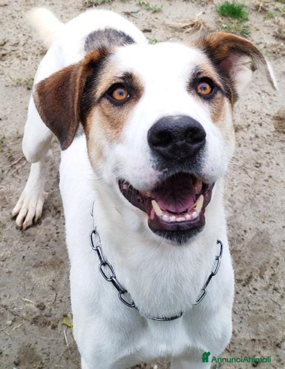 Meticcio cani in regalo: Ciccio cerca casa  - Annuncio 3