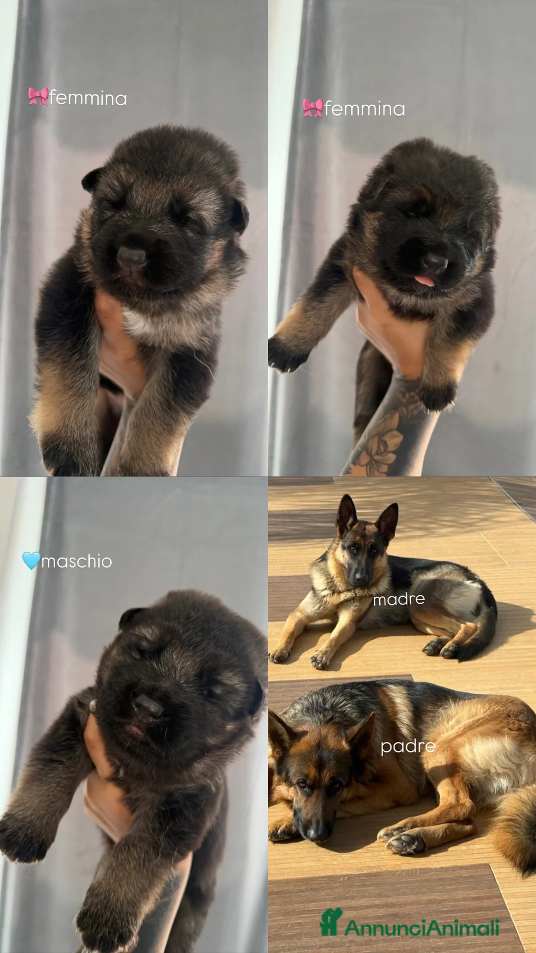 Pastore Tedesco cani in vendita: Cuccioli di Pastore tedesco - Annuncio 6