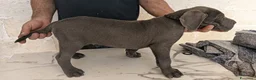Cane Corso cani in vendita: Cuccioli di Cane Corso disponibili - Annuncio 6