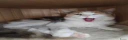 Europeo gatti in regalo: Gatti in adozione  a Città metropolitana di Reggio Calabria - Annuncio 3