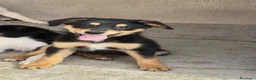 Meticcio cani in regalo: Flora a Provincia di Brescia - Annuncio 3