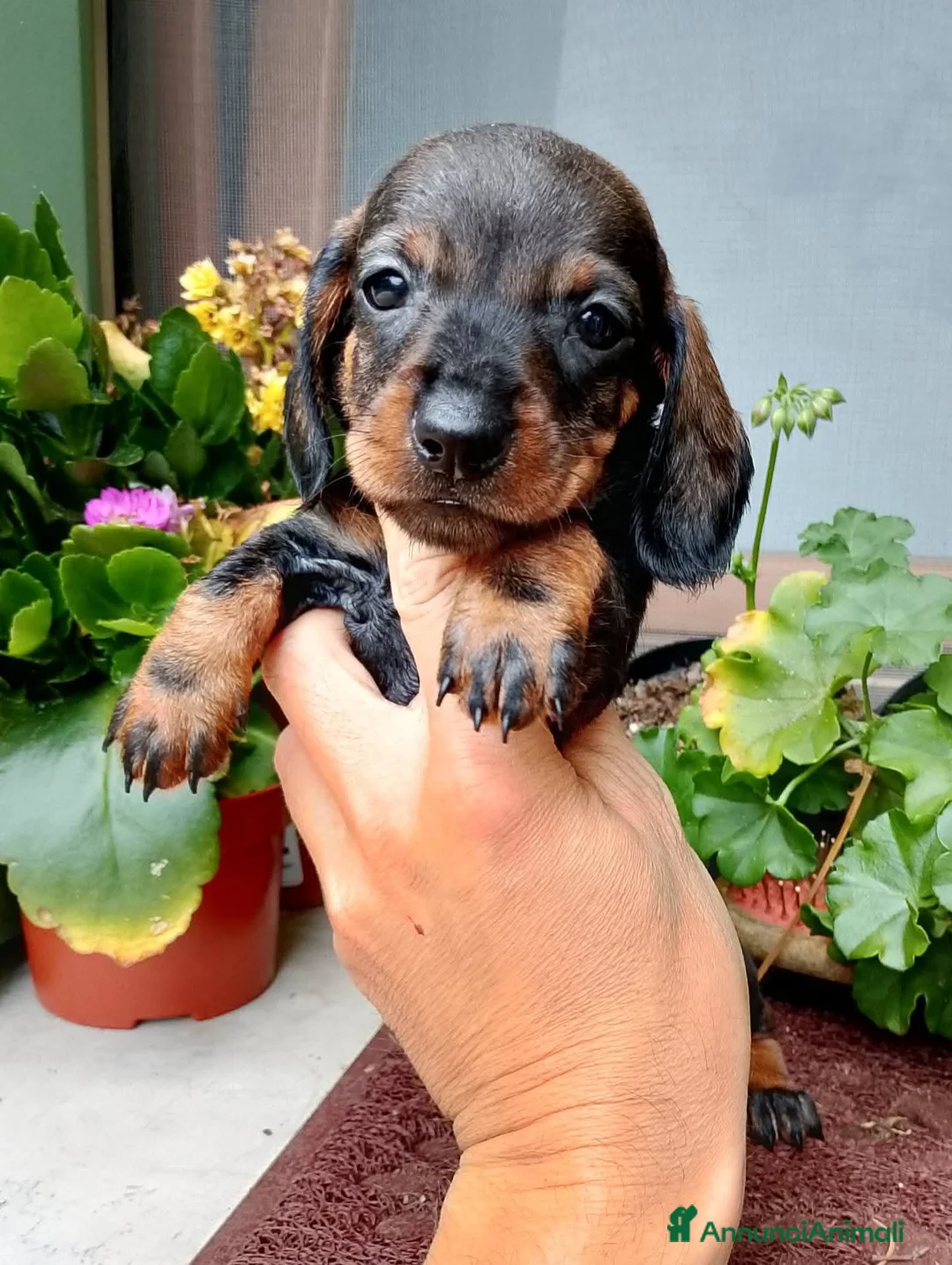 Bassotto cani in vendita: Femmina bassotto nano pelo corto - Annuncio 1