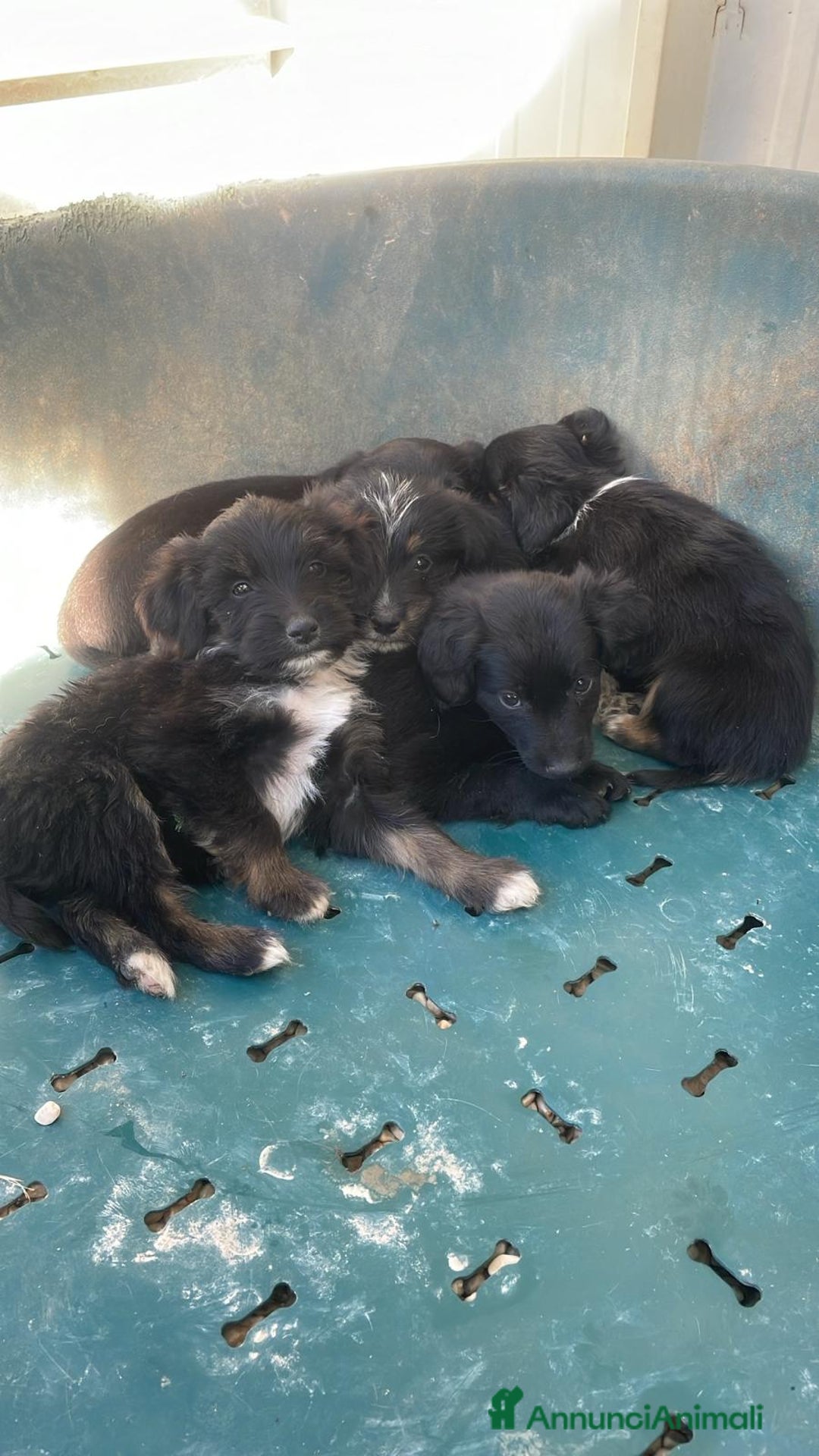 Meticcio cani in regalo: LE DOLCI PIETRE PREZIOSE - Annuncio 28