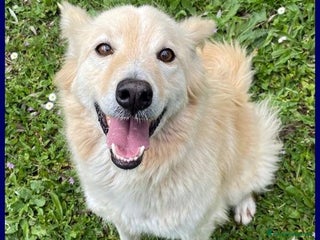 Meticcio cani LUCKY-Cotone 6anni adora le persone dinamiche! - Annuncio 41