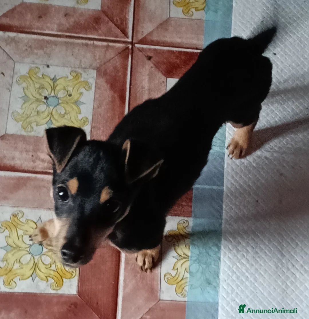 Affenpinscher cani in vendita: disponibile cucciolo Phinscer toy di un kg  - Annuncio 4