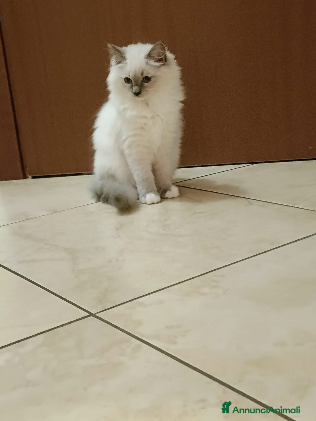 Ragdoll gatti in vendita: Ragdoll blu mitted a Provincia di Brescia - Immagine 6