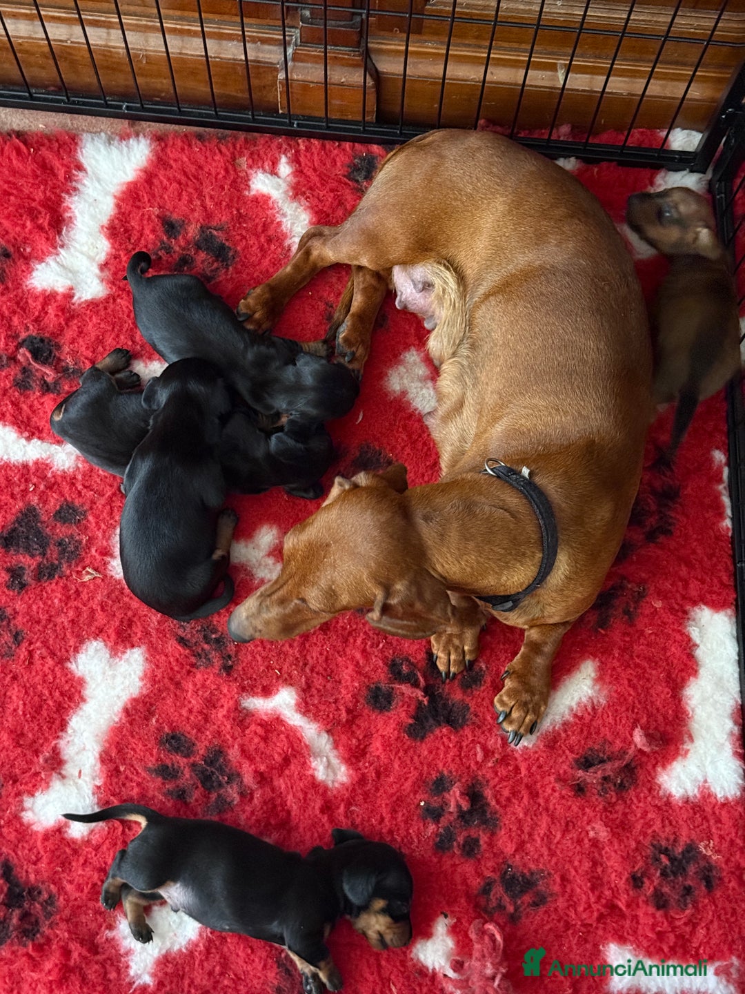 Bassotto cani in vendita: Cuccioli di bassotto tedesco  a Provincia di Lecco - Immagine 5