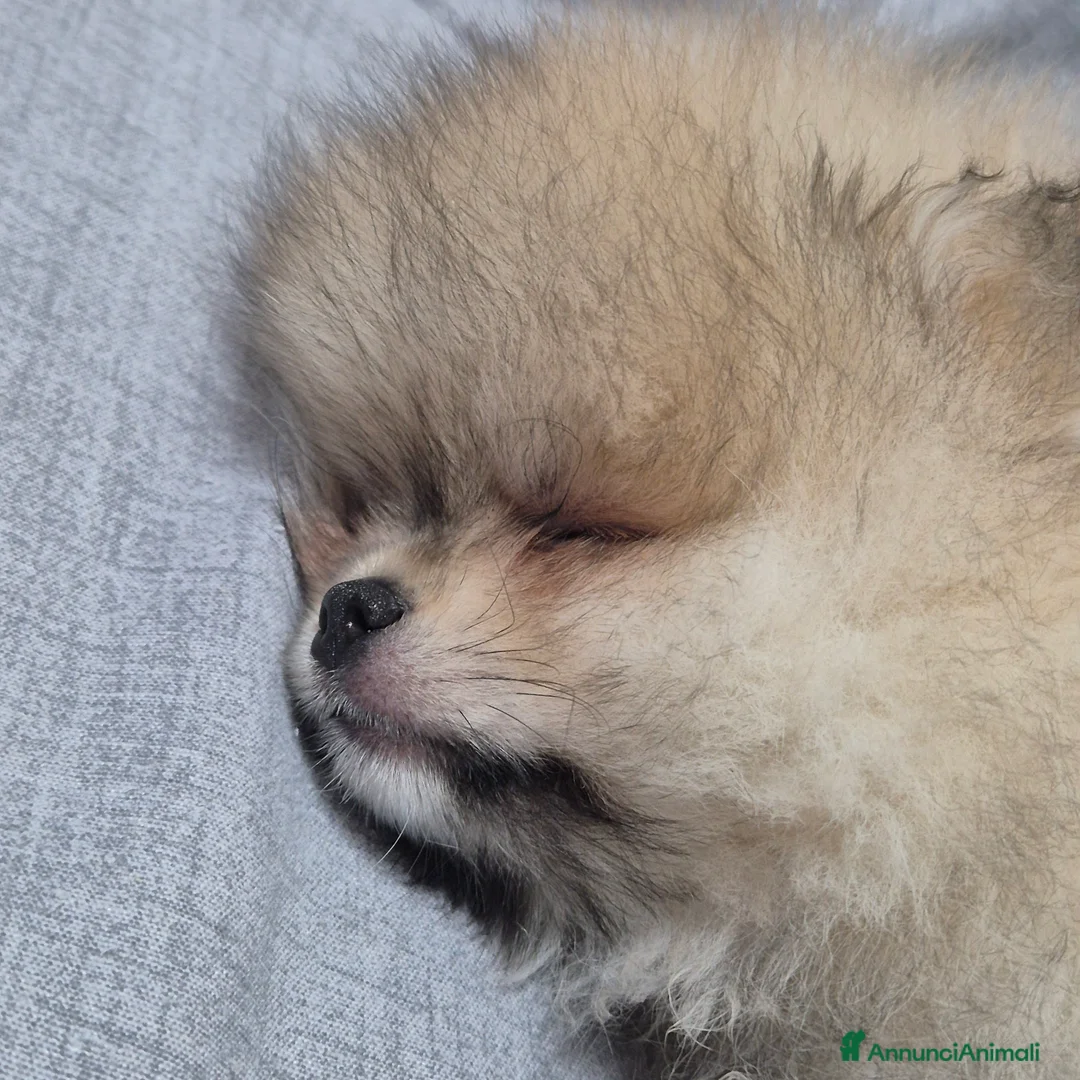 Volpino Pomerania cani in vendita: Spitz di pomerania tedesco nano  a Provincia di Oristano - Annuncio 4