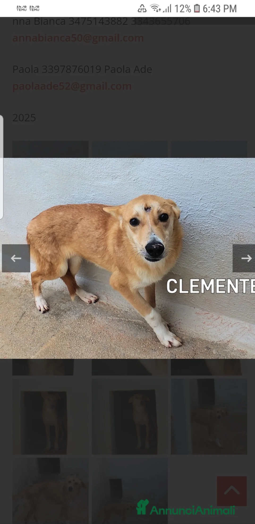 Meticcio cani in regalo: ADO.💔:3anni,quasi tt in box, salvo x mirac.dafung - Annuncio 1