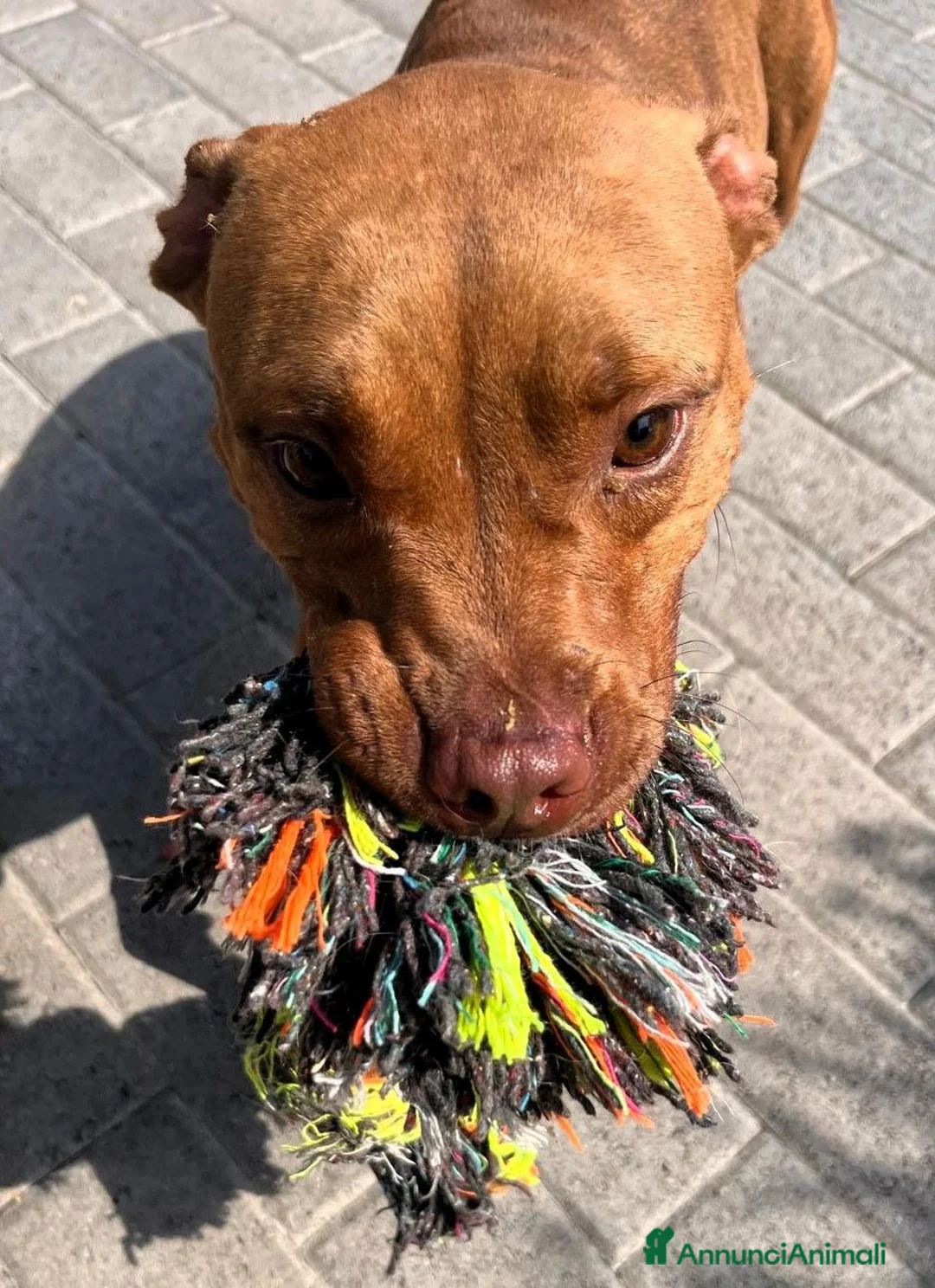 Meticcio cani in regalo: ALMA BELLISSIMA PIT - Annuncio 2