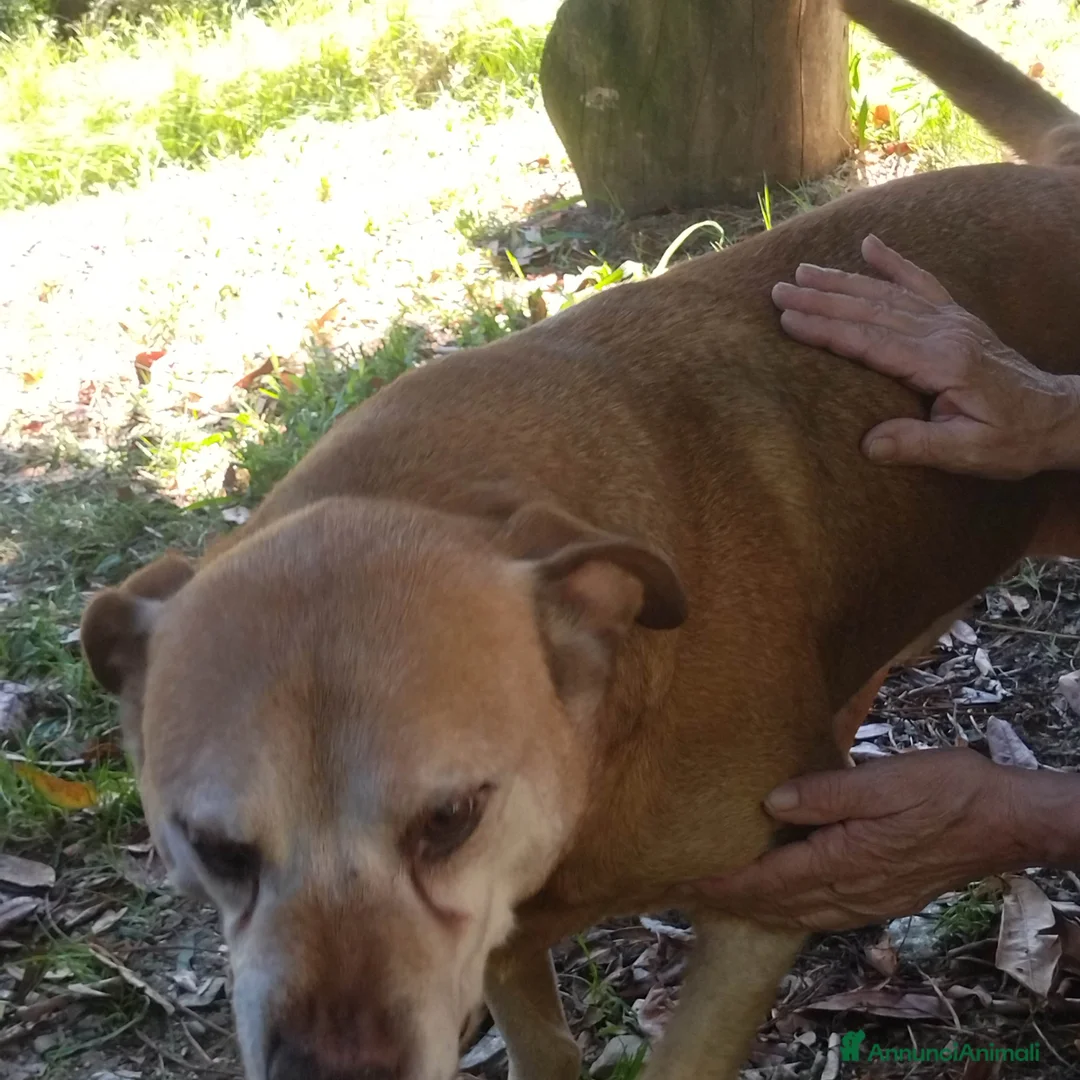 Meticcio cani in regalo: CAGNOLONE ANZIANO - Annuncio 3