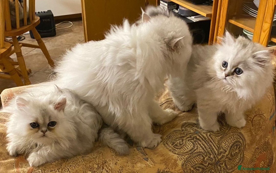 Persiano gatti in vendita: Gattine di due mesi di pura razza persiana a Provincia di Verona - Immagine 5