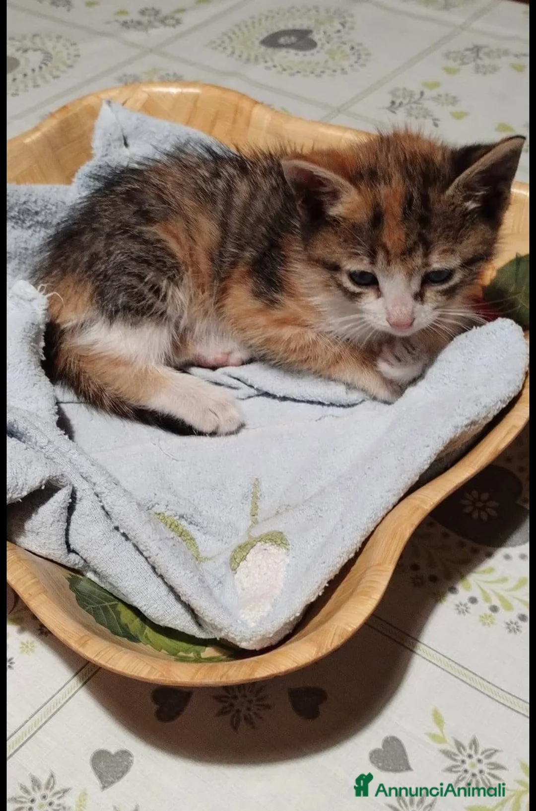 Europeo gatti in regalo: Terra dolcissima micina tricolore a Città metropolitana di Milano - Annuncio 2