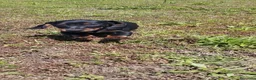 Bassotto cani in vendita: Bassotto  - Annuncio 3