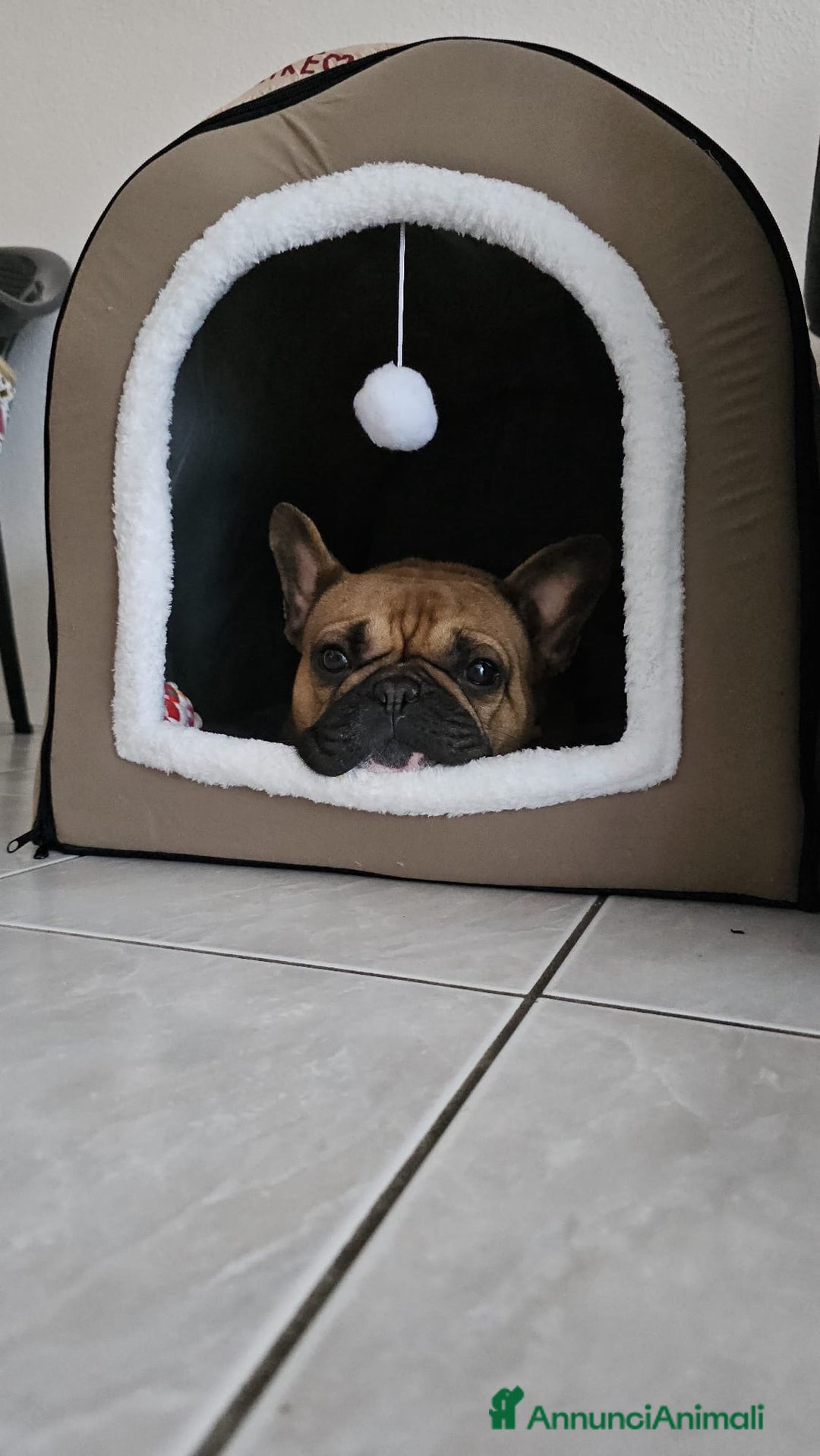 Bulldog Francese cani per accoppiamento: Nico in cerca di una fidanzatina  - Annuncio 9