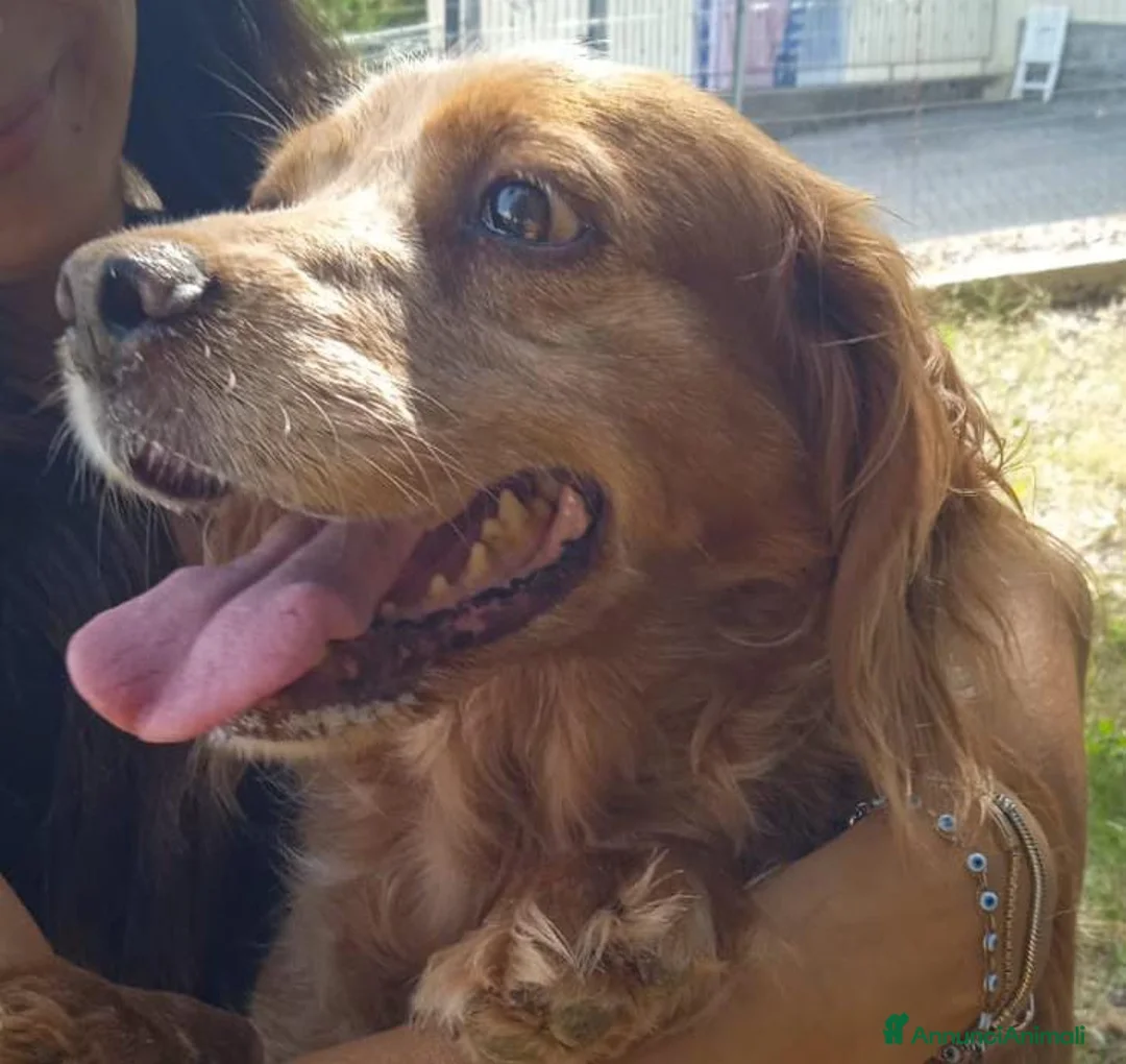 Breton cani in regalo: Anais la dolcezza fatta cane  - Annuncio 1