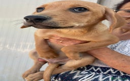 Meticcio cani in regalo: LA BELLISSIMA NEVADA a Provincia di Pavia - Immagine 7