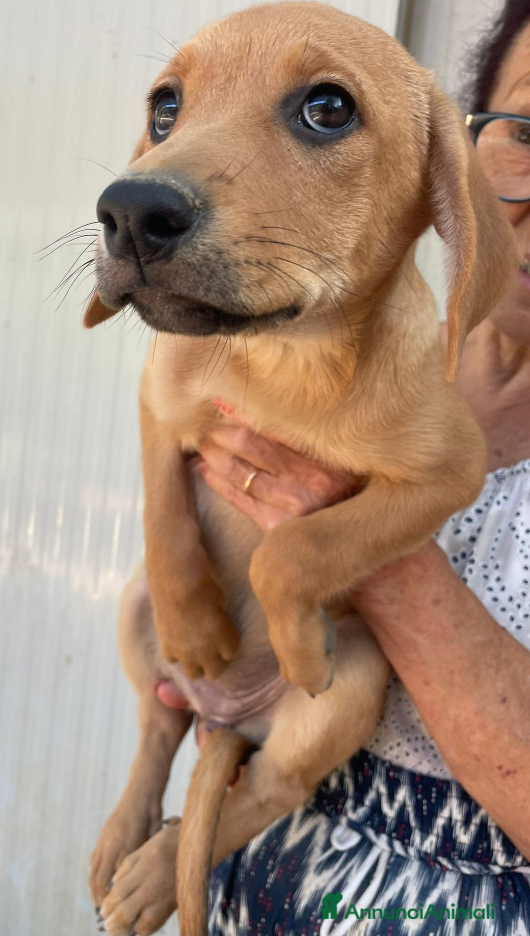 Meticcio cani in regalo: LA BELLISSIMA NEVADA a Provincia di Pavia - Immagine 7