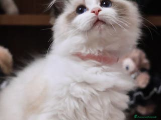 Ragdoll gatti Cuccioli ragdoll - Annuncio 4