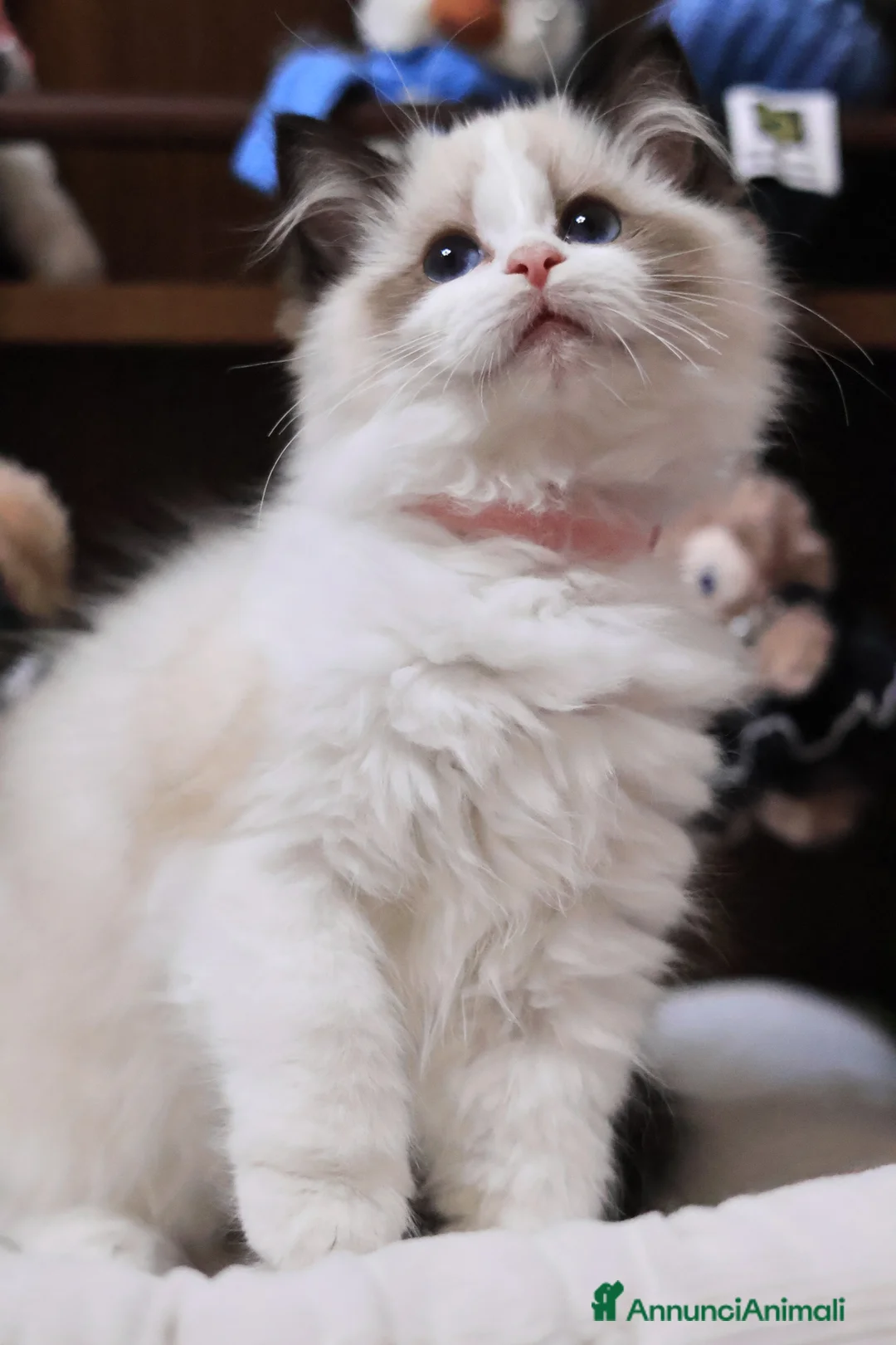 Ragdoll gatti in vendita: Cuccioli ragdoll - Annuncio 1