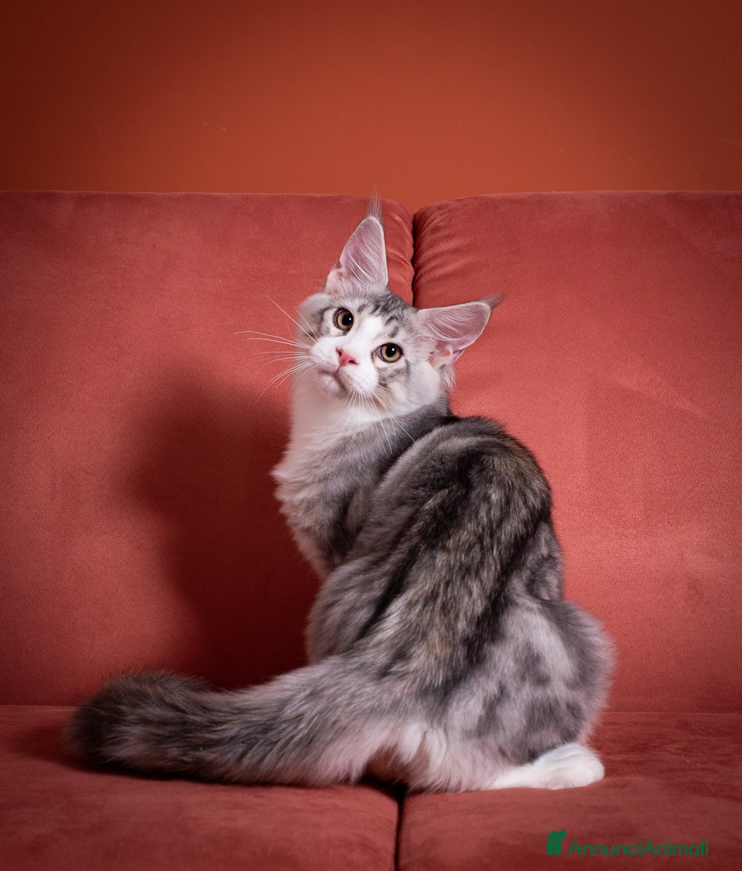 Maine Coon gatti in vendita: Un gattino maschio Mainemarie Etro  - Immagine 7