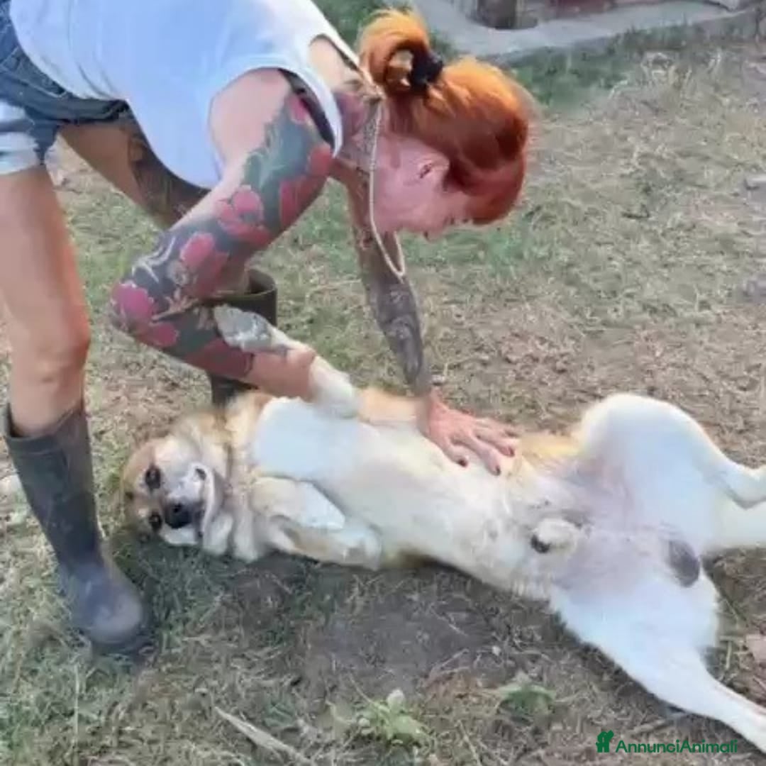 Meticcio cani in regalo: ARGO 💙 - nessuna richiesta per me. Perché? 🥲 - Annuncio 4