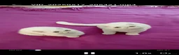 Exotic Shorthair gatti in vendita: gatto bianco exotic short hair - Annuncio 3