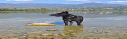 Meticcio cani in regalo: Regalo cane  a Provincia di Lecco - Annuncio 4