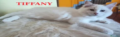 Ragdoll 2