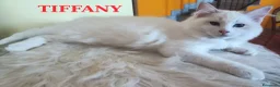 Ragdoll gatti in vendita: Ultimi cuccioli di Razza Ragdoll disponibili - Annuncio 3