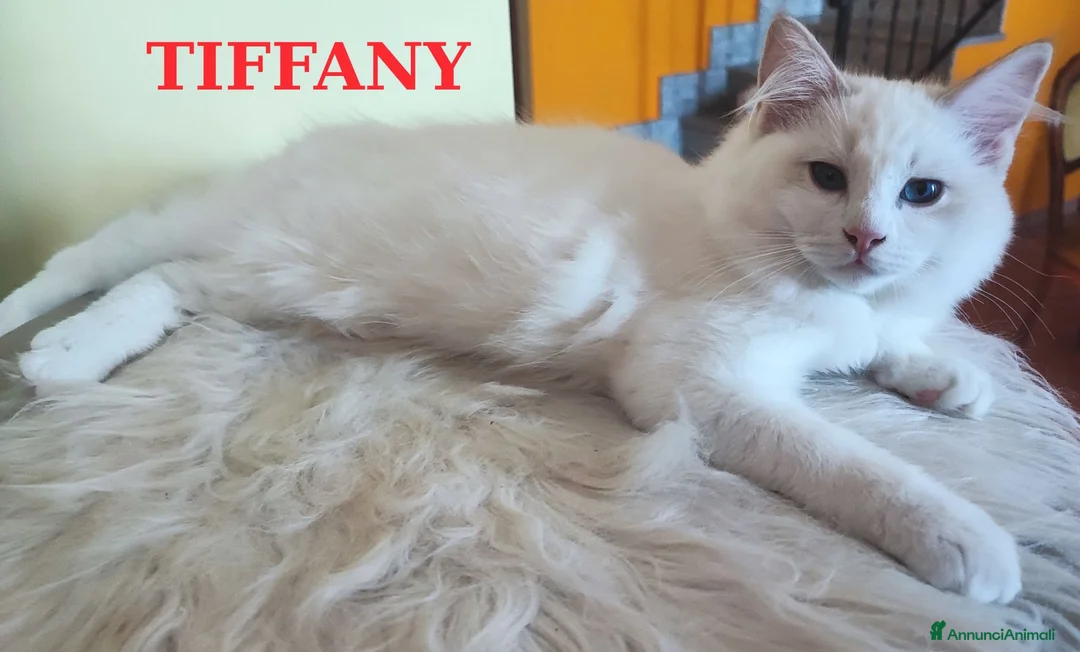 Ragdoll gatti in vendita: Ultima femmina di Razza Ragdoll disponibili - Annuncio 9