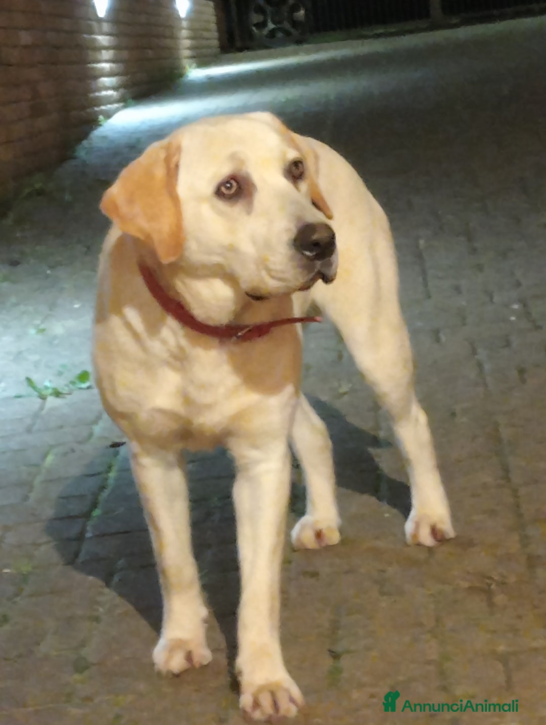 Labrador cani in regalo: Regalo Labrador  a Provincia di Frosinone - Immagine 4