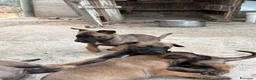 Pastore Belga cani in vendita: Cucciolo Pastore Belga Malinois - Annuncio 7