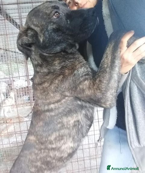 Meticcio cani FOSCO buono con tutti tg grande - Annuncio 35