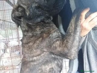 Meticcio cani FOSCO buono con tutti tg grande - Annuncio 35