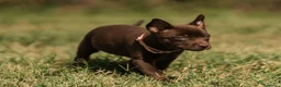 Australian Kelpie cani in vendita: Cuccioli Australian Kelpie  a Provincia di Siena - Annuncio 13