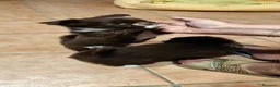 Chihuahua cani in vendita: Chihuahua a pelo lungo  - Annuncio 12