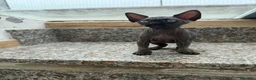 Sphynx gatti in vendita: Gatti sphynx - Annuncio 6