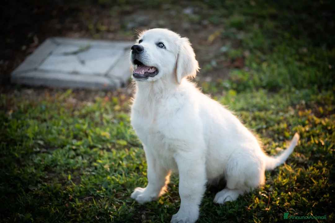 Immagine della galleria {{count}}