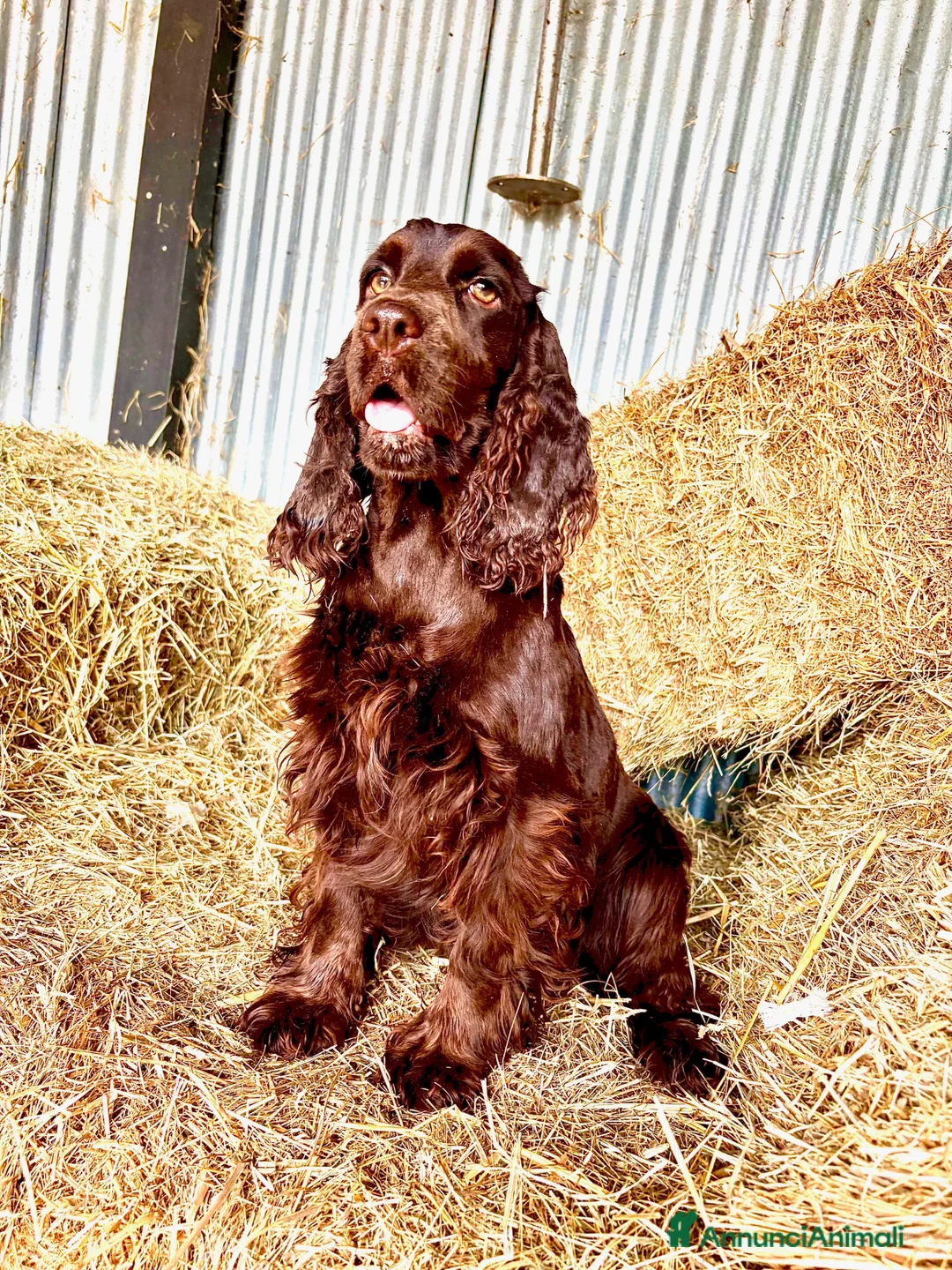 Cocker cani in vendita: COCKER SPANIEL INGLESE - Annuncio 5