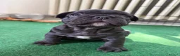 Bulldog Francese cani in vendita: Bulldog francese  - Annuncio 2