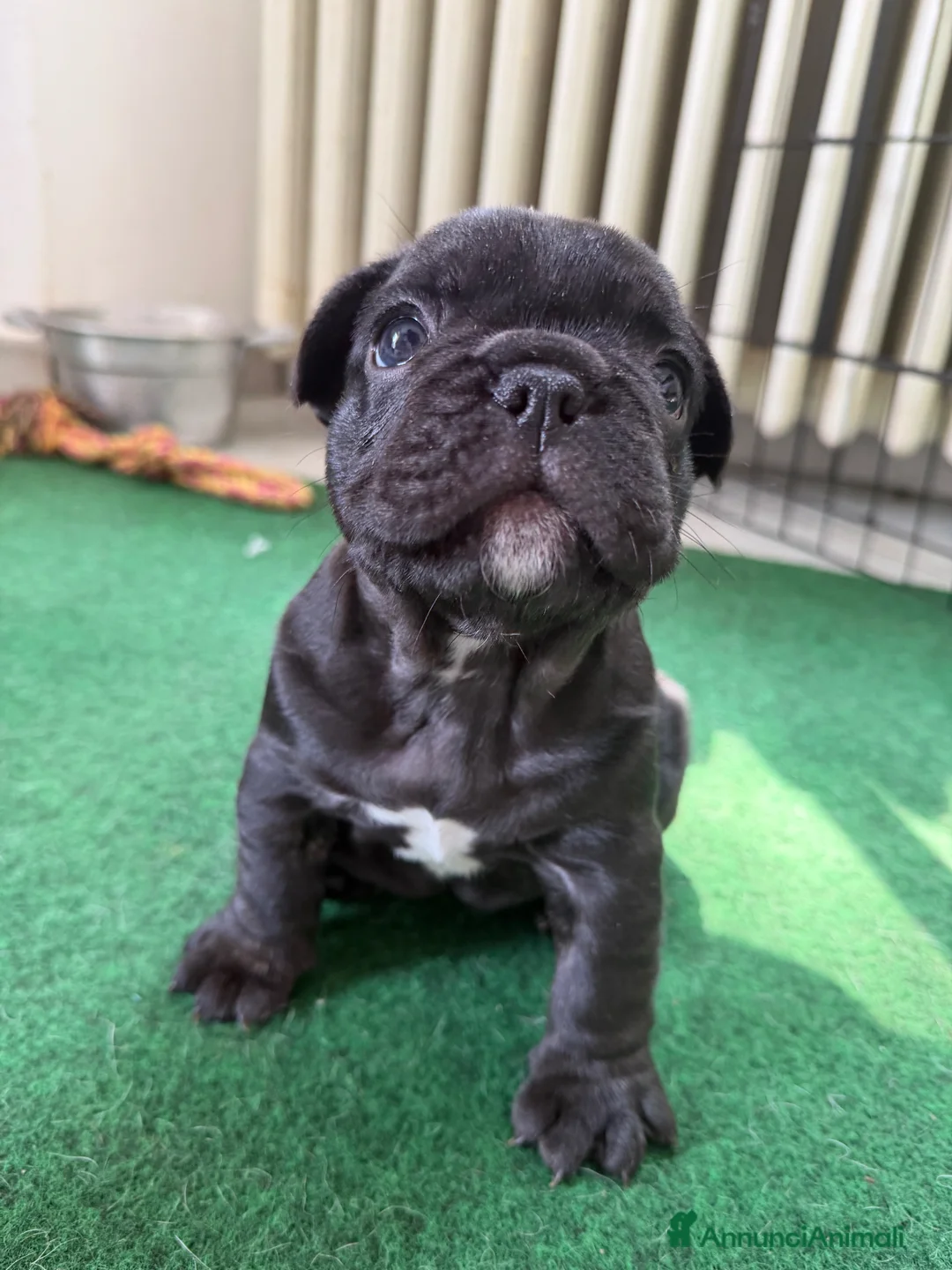 Bulldog Francese cani in vendita: Bulldog francese  - Annuncio 2