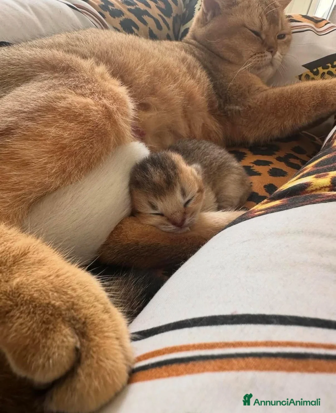 British gatti in vendita: Dolcissimi cuccioli di british shorthair - Annuncio 9