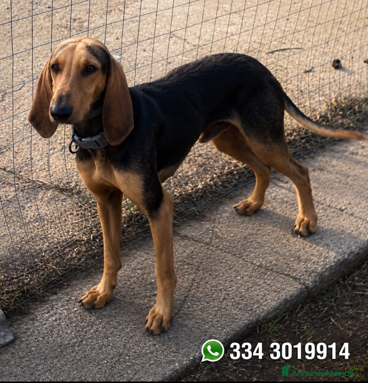 Segugio cani BOBO 💙 dietro la timidezza c’è un tesoro - Annuncio 12