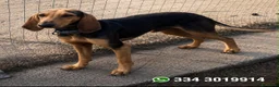 Segugio cani in regalo: BOBO 💙 dietro la timidezza c’è un tesoro a Provincia di Bergamo - Annuncio 1