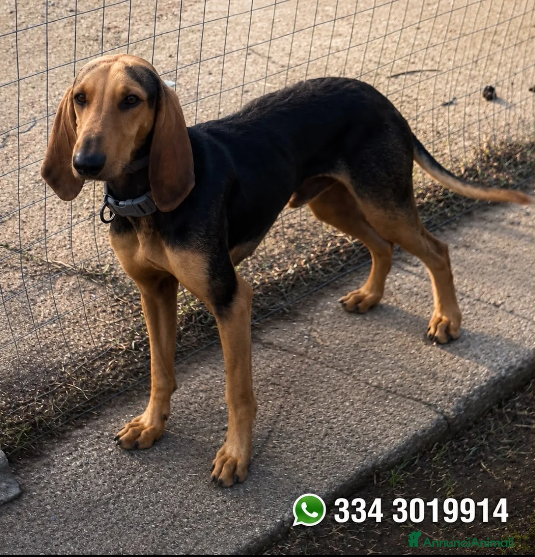 Segugio cani in regalo: BOBO 💙 dietro la timidezza c’è un tesoro a Provincia di Bergamo - Annuncio 1